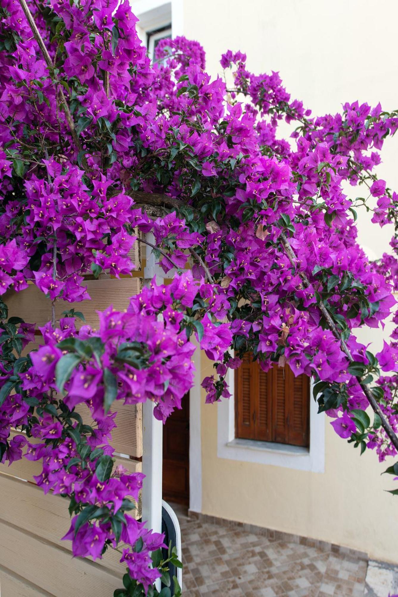 Hill Lofos Hotel Kassiopi Exteriér fotografie